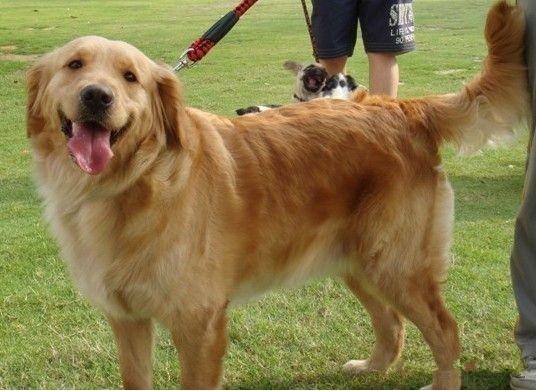 金毛犬皮肤病怎么治?先了解病因吧