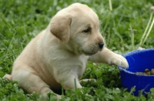 拉布拉多发育期吃什么食物,这些食物比较适合