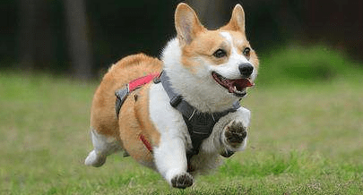 柯基犬一天喂几次,管好一日三餐足矣