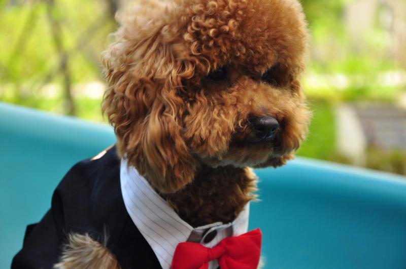 贵宾犬有直毛的吗?正常情况应该是这样的