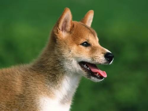 柴犬吃什么狗粮,五个方面详细解析