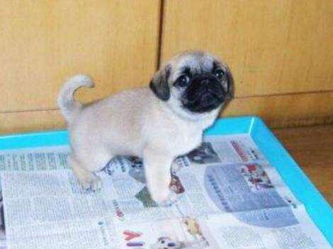 怎样训练狗狗大小便,快速有效的教程看这里