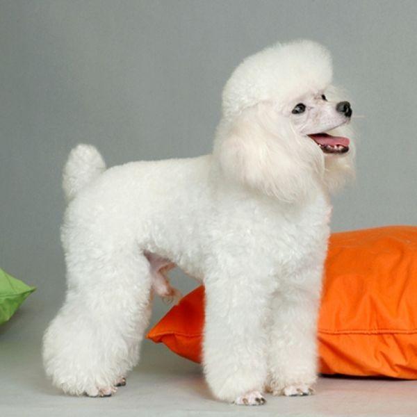 贵宾犬咬人吗?这篇文章可以消除你的疑惑