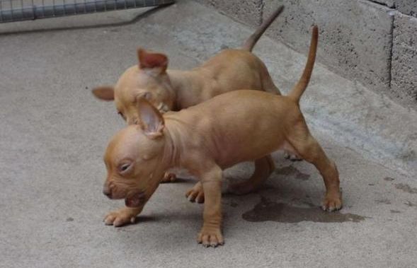 比特犬几个月开始训练,需抓住最好的时机