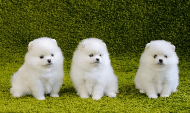 博美犬怎么看纯不纯,四个技巧告别串串