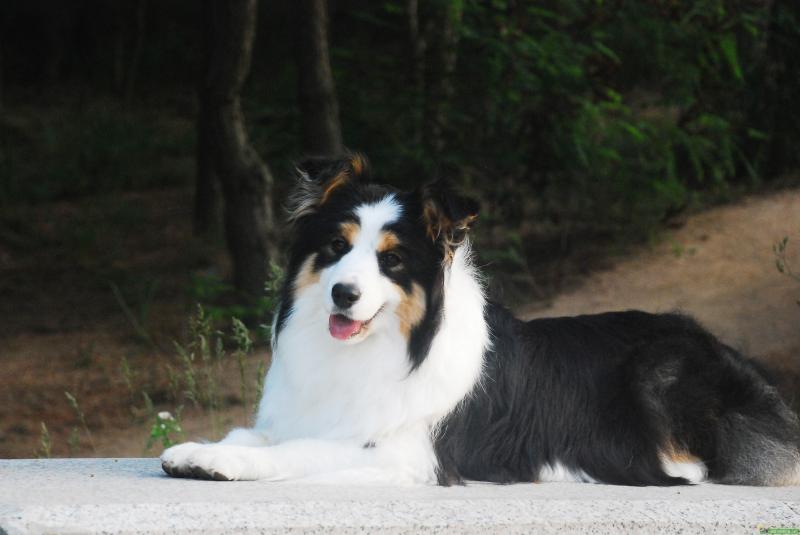 边境牧羊犬聪明吗,你可别小瞧了它