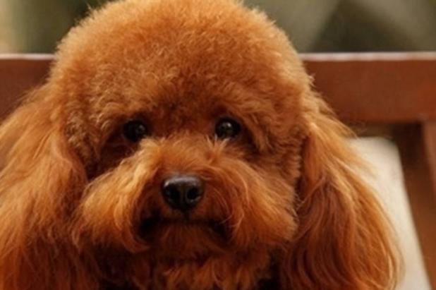 泰迪犬一天喂几次?管饱别猛喂养