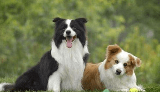 边境牧羊犬厉害吗?这些方面真的很厉害