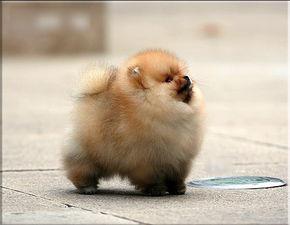 博美打呼噜正常吗？一般情况是不太正常的