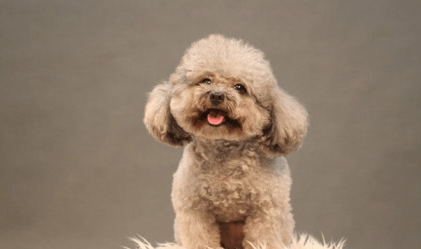 贵妇犬傲娇吗?真相让你不得不宠爱