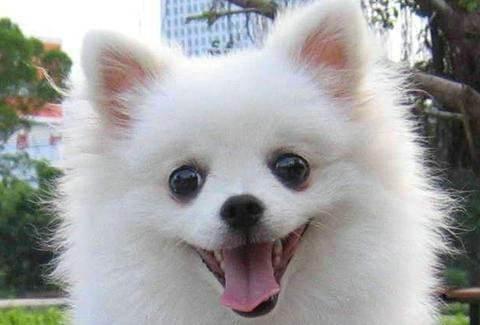 博美螨虫皮肤病怎么治？分几个步骤来