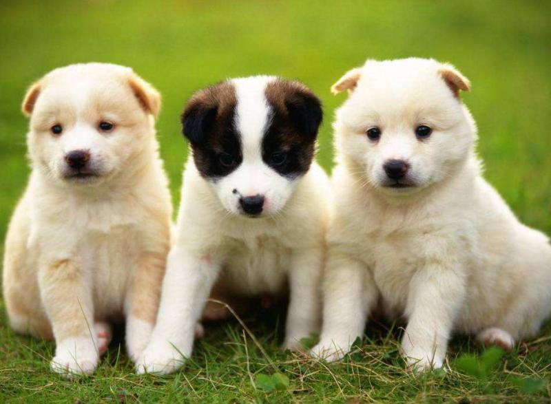 狗狗不让陌生人摸怎么办?这些就是常见的原因