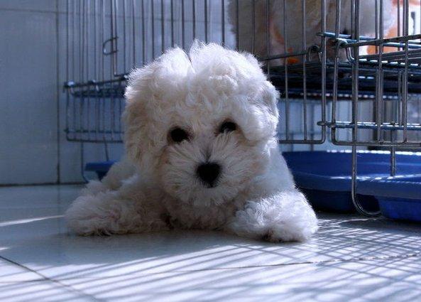 怎样训练比熊犬?真是满满的套路