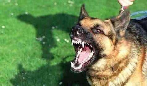 狂犬病早期症状,记住了这很重要