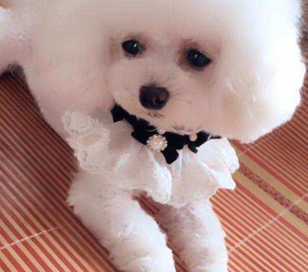 白色茶杯犬多少钱一只？价格并不是固定的