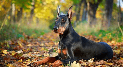 杜宾犬立耳要多久,这些小细节家长要注意