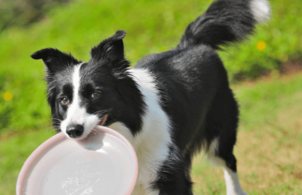 边境牧羊犬怎么交配?注意好这几个方面很关键