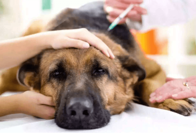 狗狗挫伤怎么治疗,这几种是常见的解决方案