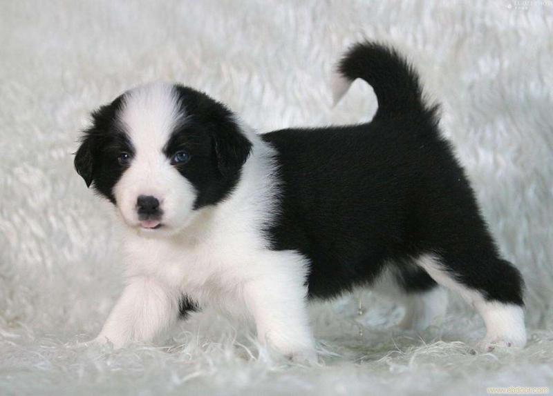 边境牧羊犬的寿命有多长，平均下来其实也不长