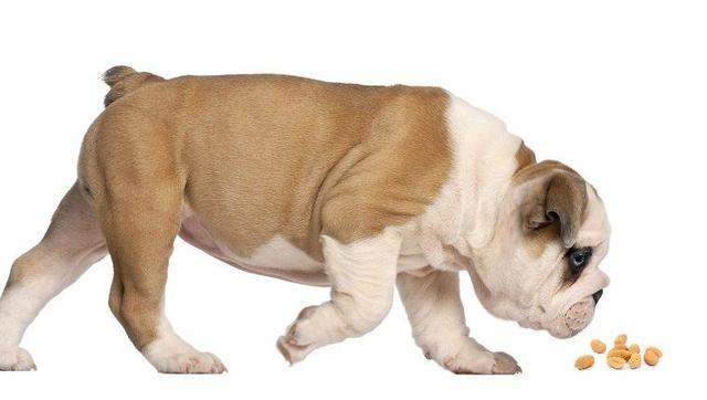 狗能吃花生吗?好吃别贪多