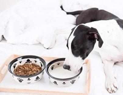 小狗可以喝牛奶吗,赶紧来了解