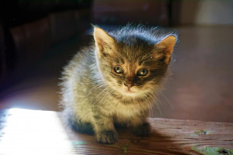 猫到新环境怎么安抚?根据情况可以这样来