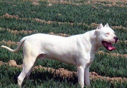 杜高犬咬人吗? 那是你对它不了解