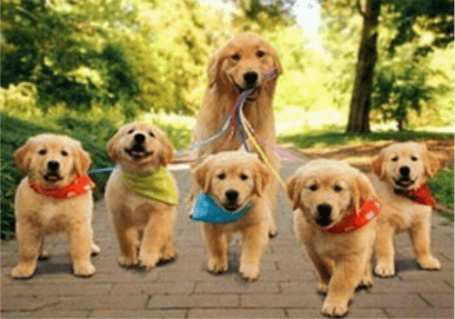 金毛犬多大开始训练?穷人家的孩子早当家