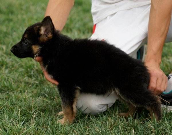 德牧和黑背哪个好?一起来对比一下