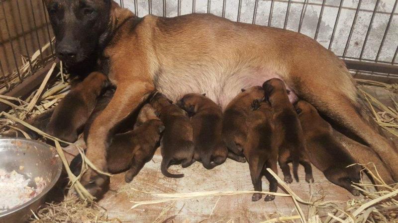 马犬胆子太小怎么办?怎么进行有效改善