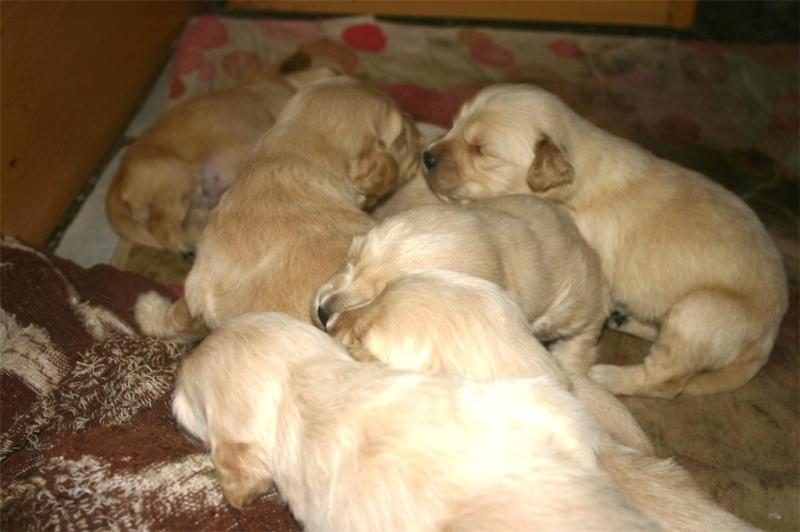 小狗拉稀呕吐怎么办?找到原因才能更好解决