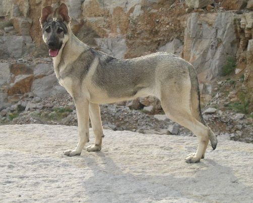 狼青犬训练方法，超强护卫就是它