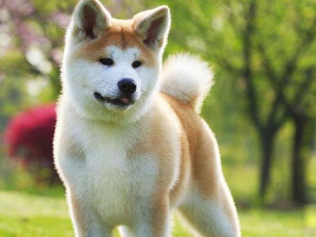 秋田犬厉害吗？别被它的外表蒙蔽了