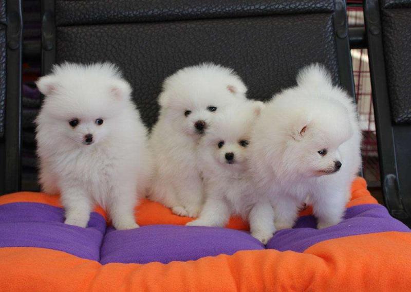 博美犬几个月成年，正常情况下都是有标准时间的