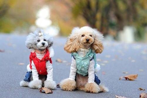 贵宾犬可以吃红薯吗?答案是肯定的