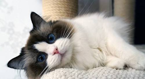 猫食欲不振  专家教你拯救喵星人