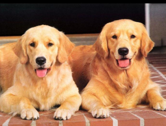 金毛是中型犬还是大型犬?这个问题显而易见