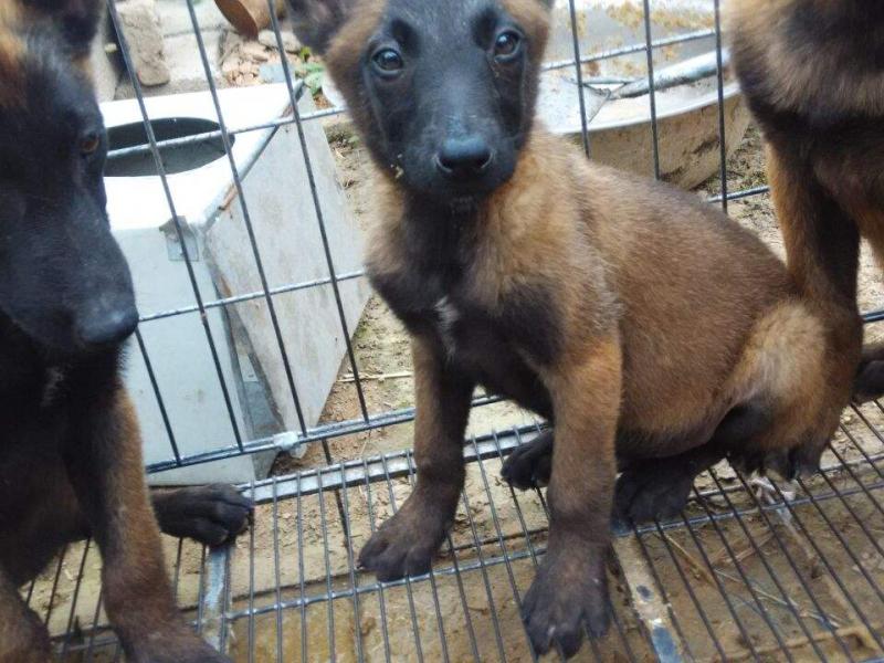 马犬咬主人吗?一般情况下是不会的