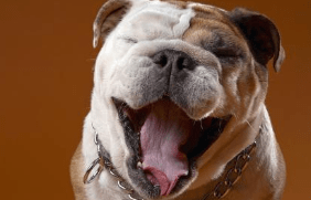 英国斗牛犬寿命多长,健康生活才长寿