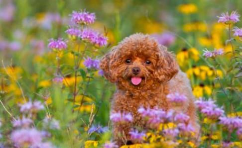 贵宾犬可以吃什么水果,这些都可适量的吃点