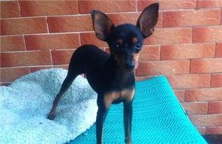 小鹿犬掉毛严重怎么办？可能是生病了