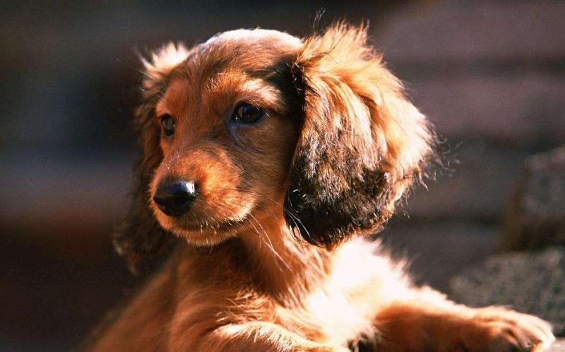 腊肠犬咬人吗?看是什么情况下