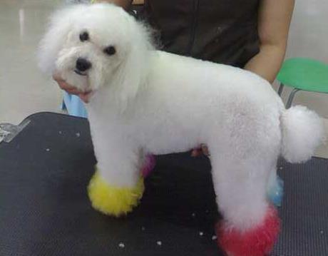 贵宾犬的皮肤病怎么办？这些护理工作要做到位