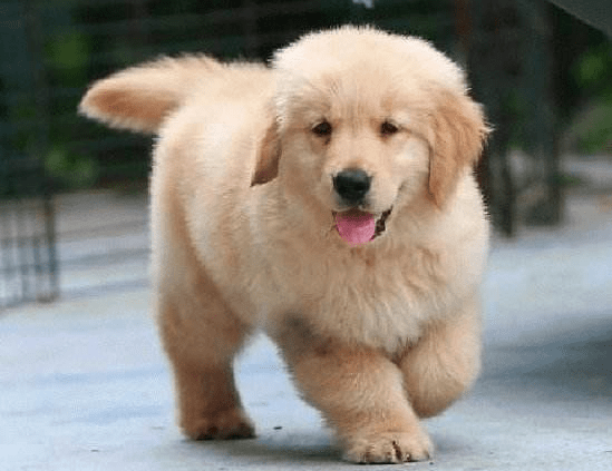 金毛幼犬怎么喂?粗粮细粮搭配着来