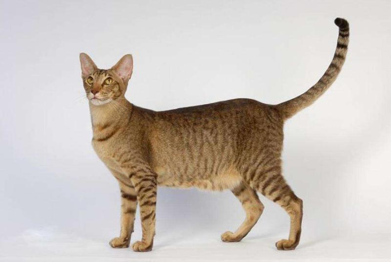 公猫多大可以绝育，一般这个时候就可以