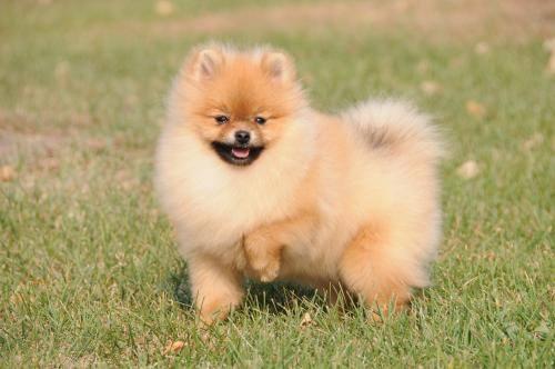 博美补钙吃什么好?饮食为主药物为辅