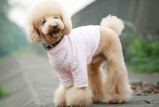 贵宾犬眼睛大吗？相对来说就是这样的