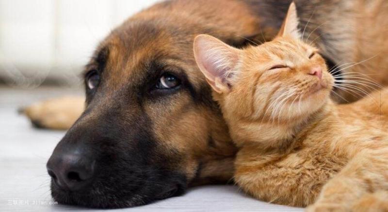 养狗好还是养猫好？看完这些你可能都想养