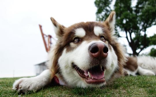 所有狗都有狂犬病毒吗?这些知识你需了解透彻了