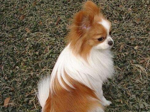 蝴蝶犬适合小孩养吗?看完这些自然就知道了